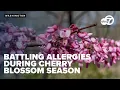 Tips for surviving allergies during cherry blossom season