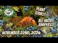 Jump Into Junipers - Drought Tolerant Deer Resistant Evergreen Classics with Countless Varieties
