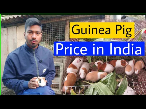 Download MP3 Guinea Pig Price in India