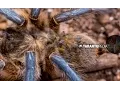 The most beautiful blue-legged tarantula in the wild with her babies - Harpactira pulchripes