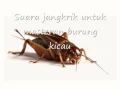 Download Suara Jangkrik Untuk Masteran Burung