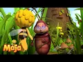 Download Lagu Maja na tajnej misji! - Pszczółka Maja🐝🍯🐝 - FULL COMPILATION