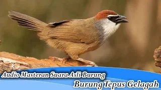 Download Suara Asli Burung Tepus Gelagah/Kaso Kaso/Kidangan untuk Masteran (Chestnut Capped Babbler) MP3