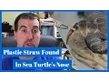 Sea Turtles Found with Plastic in Their Nose