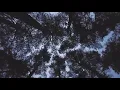 Download Lagu Forest at Night - 20 Minutes of Nature Sound 🌲 🌙