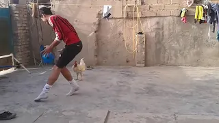 ديك يلعب كره 