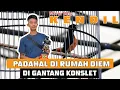 Download Lagu murai MAIN KONSLET padahal dirumah diem MURAI BATU KENDIL By HoBi ID