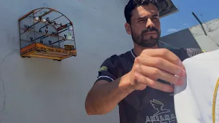 COMO COMEÇAR A CRIAR COLEIRO? 🐦 DICAS PARA QUEM ESTÁ COMEÇANDO!