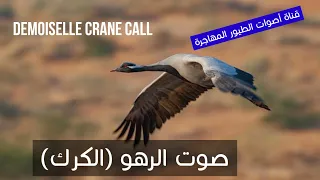 صوت الرهو الكرك حصري Demoiselle Crane Call  صوت الرهو الكرك حصري Demoiselle Crane Call