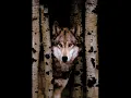 fever ray-The wolf