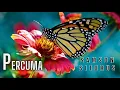 Download Lagu Samson Sitorus - PERCUMA (Lagu Batak Terbaru 2025) || Official Music Audio