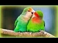 ❀ Suara Burung Lovebird - 1 Jam