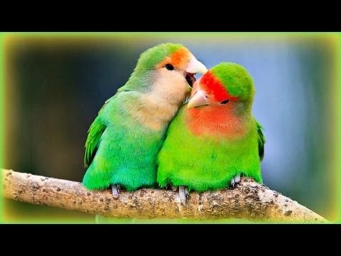 Download MP3 ❀ Lovebirds' Sounds - 1 Hour