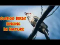 Download Lagu Burung Kedasih || Wiwik Uncuing || Emprit Gantil