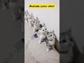 Download Lagu Video kucing lucu menggemaskan #cat