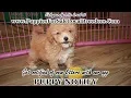 BICHON POO PUPPIES FOR SALE GEORGIA LOCAL BREEDERS GWINNETT COUNTY GA