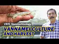 Download Lagu Vannamei Shrimp Culture and Harvest in Kerala | Biofloc