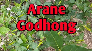 Download Arane Godhong MP3