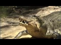 Different Animal Types - Covering Herbivores Carnivores Omnivores Diurnal Nocturnal