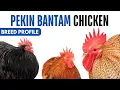Pekin Bantam Chicken Breed Profile History Health Issues - Pekin Bantam Chicken Egg Ratio Lifespan