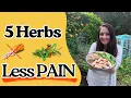 Natural Pain Relief 5 Herbs I Use For Pain