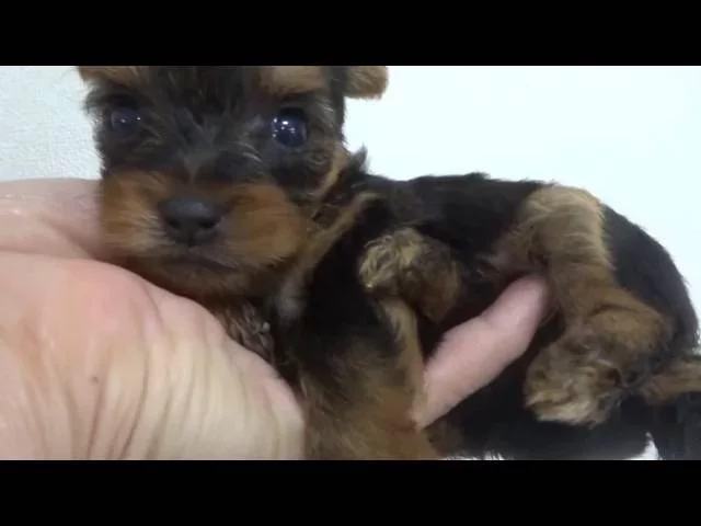 動画