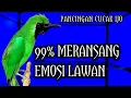 Lagu PEMBANGKIT EMOSI || CUCAK IJO GACOR JAMTROK FULL TEMBAKAN NGERI.