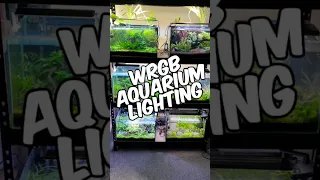 A Quick Overview Of WRGB Aquarium Lighting For Planted Tanks