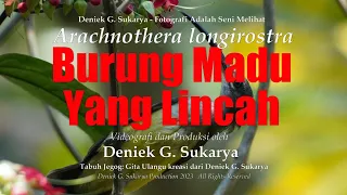 arachnothera longirostra little spiderhunter burung madu paruh panjang by deniek g sukarya 