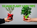 Download Lagu 10 Jade Plant Care Tips That You Need to Know - Houseplant Care