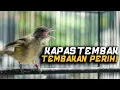 Lagu Masteran Kapas Tembak Tembakan Perih DOR! Konslet!