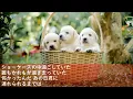 レオ／優里【歌詞付き】