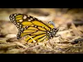 Milkweeds for Monarchs