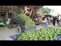 Download Lagu Mango Harvest Day! Use 3-Wheeled Truck To Harvesting Lots of Mangoes Goes To Market Sell - Farm Life