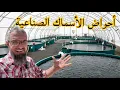 Download Lagu ما رأيكم في مشروع أحواض السمك؟، رفع مناعة الحمام و علاجها بالثوم ، زيارة الى مزرعة أحد الاصدقاء(247)