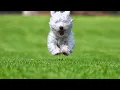 Sniffspot