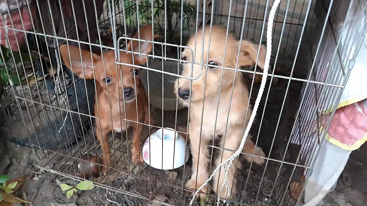 2 Dogs Play Happily With Their Master 5 minutes video