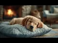 Sweet Dreams for Your Furry Companion | Gentle Pet Sleep Music