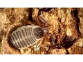 Download Lagu Hand-acrobatic abilities of a Pseudoscorpion from Western Siberia