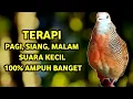 Download Lagu Perkutut Betina Memanggil Jantan Suara PALING BERHASIL Memancing Perkutut Jantan Langsung Manggung