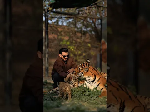 Helping Tiger Cubs to Feed From Mother | Nouman Hassan