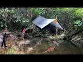 Download Lagu Camping Bermalam Di Hutan Berburu Ikan Di Sungai \u0026 Memasak Tanaman Liar
