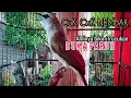 Download Lagu PANGGILAN trucuk gacor Cuk Cuk uplik VARIASI komplit,menjadikan TRUCUK malas BUNYI nyaut sketika