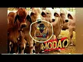 Download Lagu ZÉ Henrique e Gabriel- Mala Amarela
