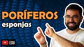 Poríferos (Esponjas) - Aula 08 - Módulo VI: Zoologia | Prof. Guilherme