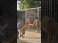 Download Lagu Bengal Tiger Wants to Fight with Big Lion | Nouman Hassan |