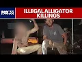 Florida 21-year-old man arrested after allegedly illegally killing 13 American alligators