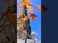 秋蟬（劉文正）我們的歌！（35年次）一生攜手 相濡以沫 慢慢變老 甲子 世紀 來生