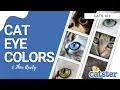 8 Types of cat eye colors and their rarity