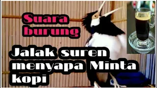 Download SUARA BURUNG JALAK SUREN BISA NGOMONG MINTA KOPI /PADA MAJIKAN\ MP3